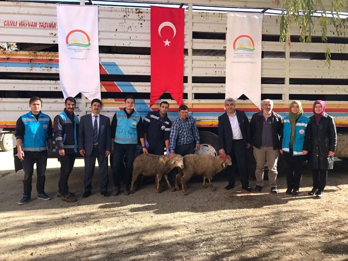 Hisarcık\'ta 37 Koyun Hibe Olarak Dağıtıldı