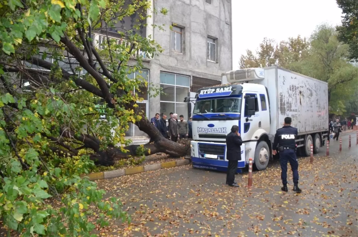 Kamyonun Çarptığı Ağaç Yola Devrildi