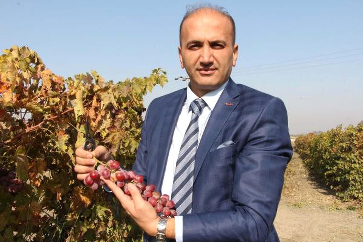Manisa\'da İki Yeni Üzüm Çeşidi Tescillendi