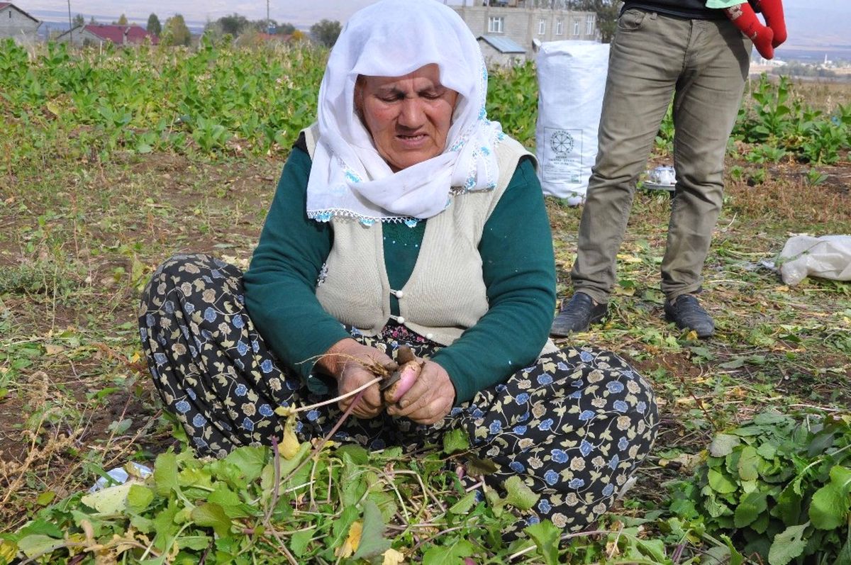 Muş\'ta Şalgam Hasadına Başlandı