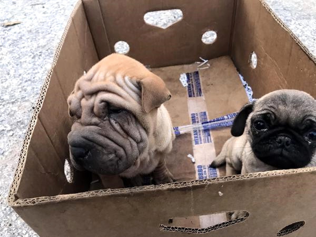 Otomobilin Bagajında Yurda Kaçak Sokulan 5 Yavru Köpek Bulundu