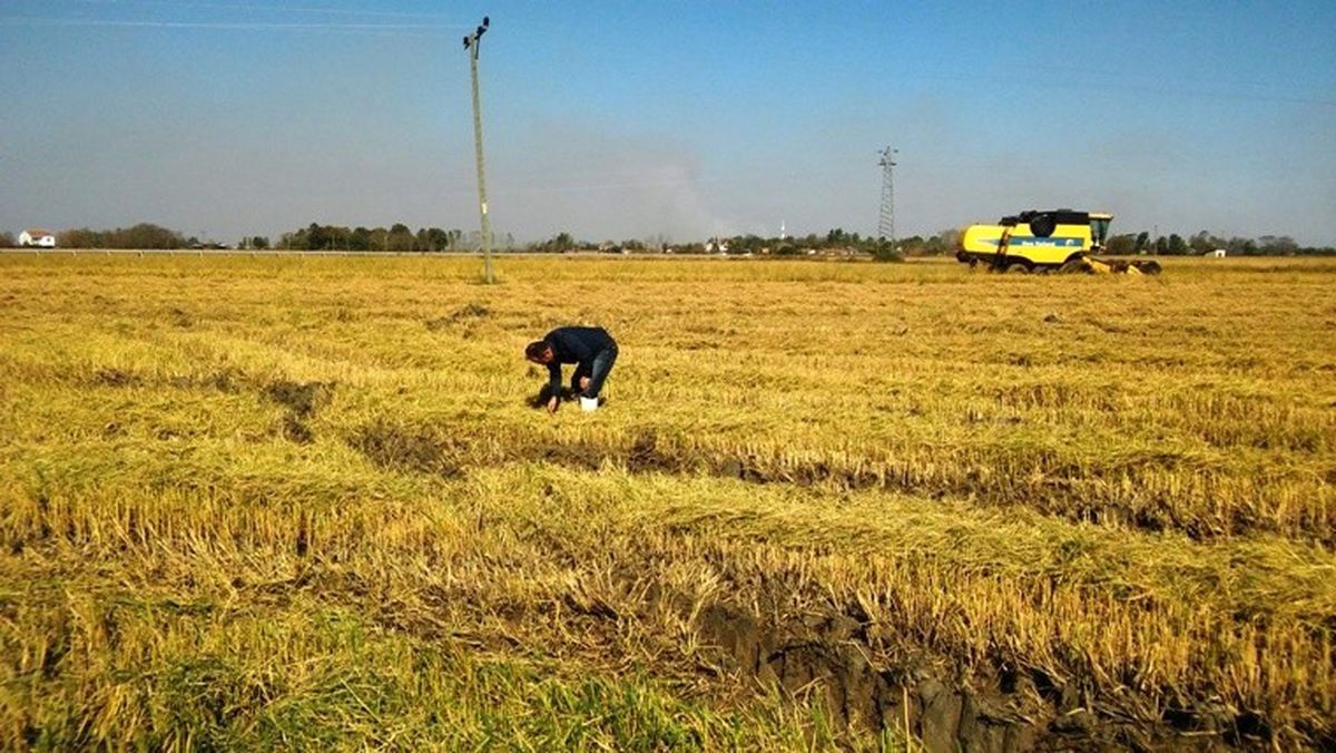 Samsun\'da Çeltik Hasadından 130 Bin 27 Ton Ürün Elde Edildi