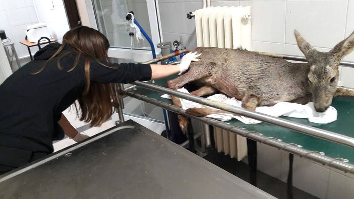 Yaralı Hayvanlar Tedavi Altına Alındı
