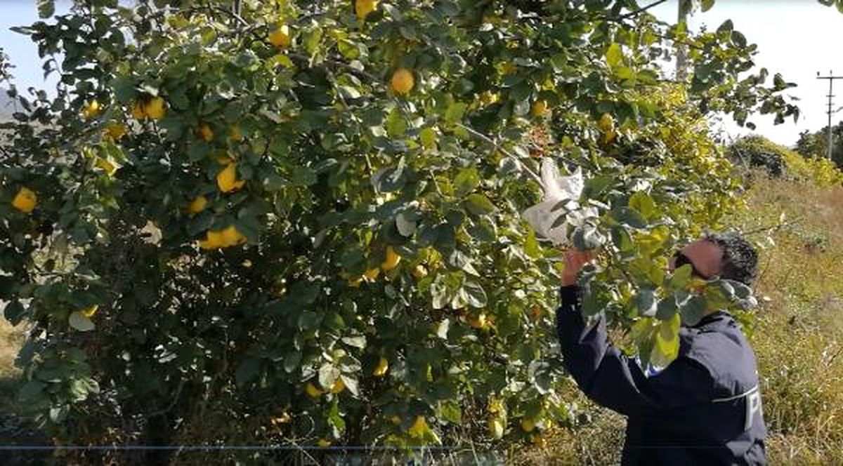 Ağaçtan Ayva Kopardı, Yerine Para Bıraktı