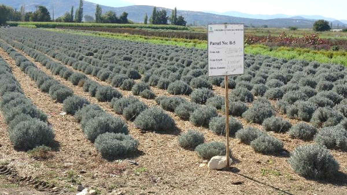Balıkesir, Uçucu Yağda Markalaşacak