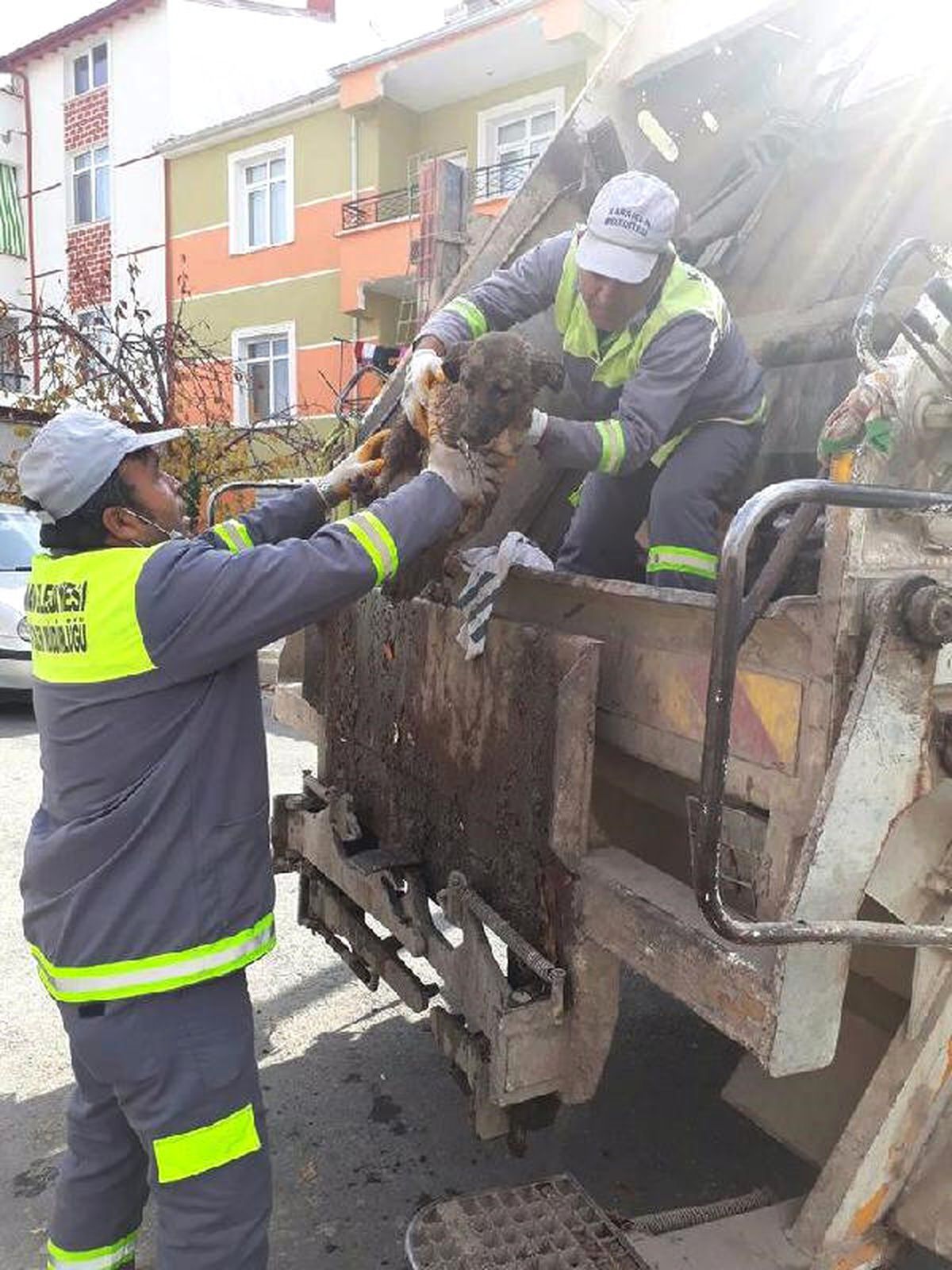 Çuval İçinde Çöpe Atılan Köpek, Barınakta Rehabilite Ediliyor