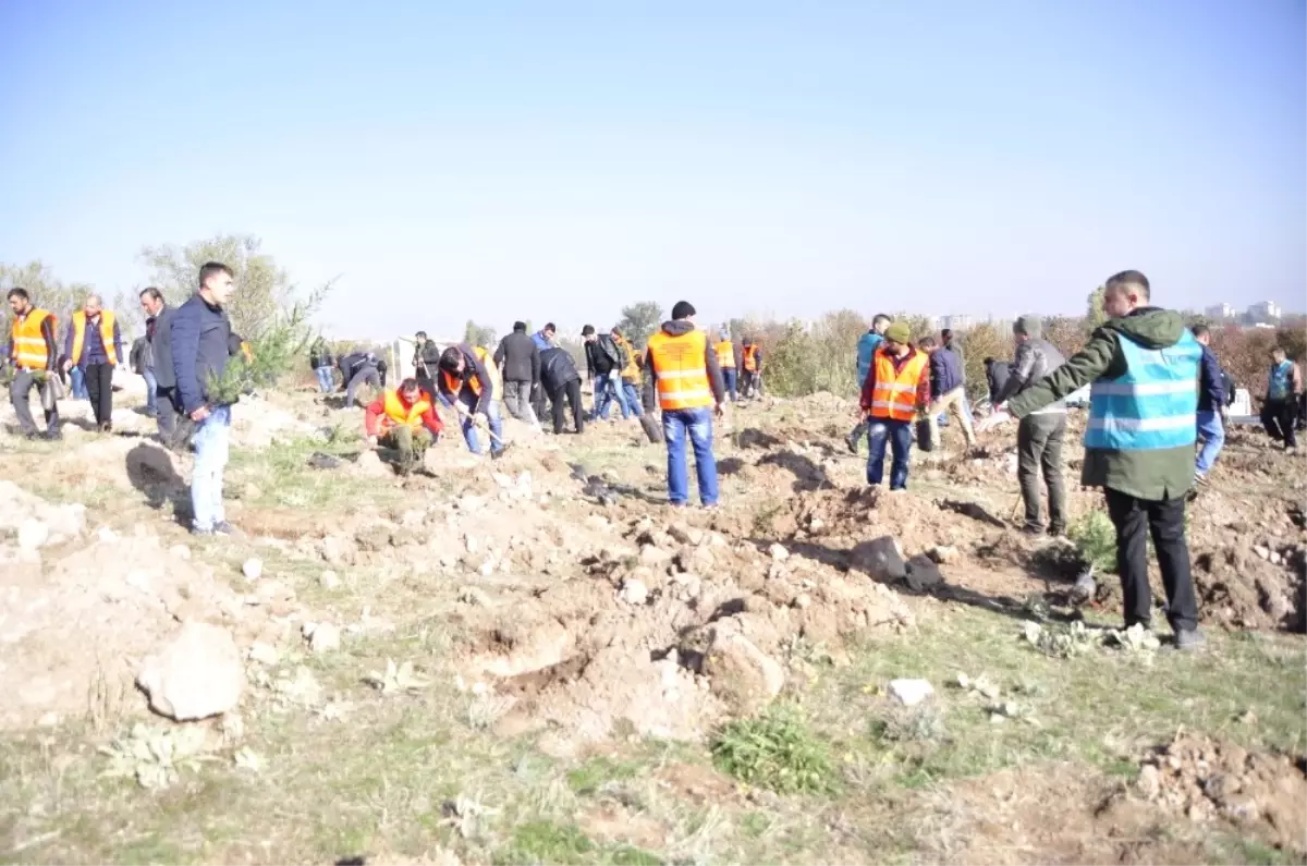 Denetimli Serbestliğe Tabi 500 Yükümlü Fidan Dikti