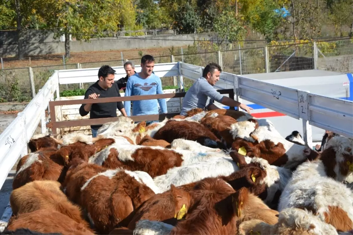 Genç Çiftçiler Hayvanlarına Kavuştu