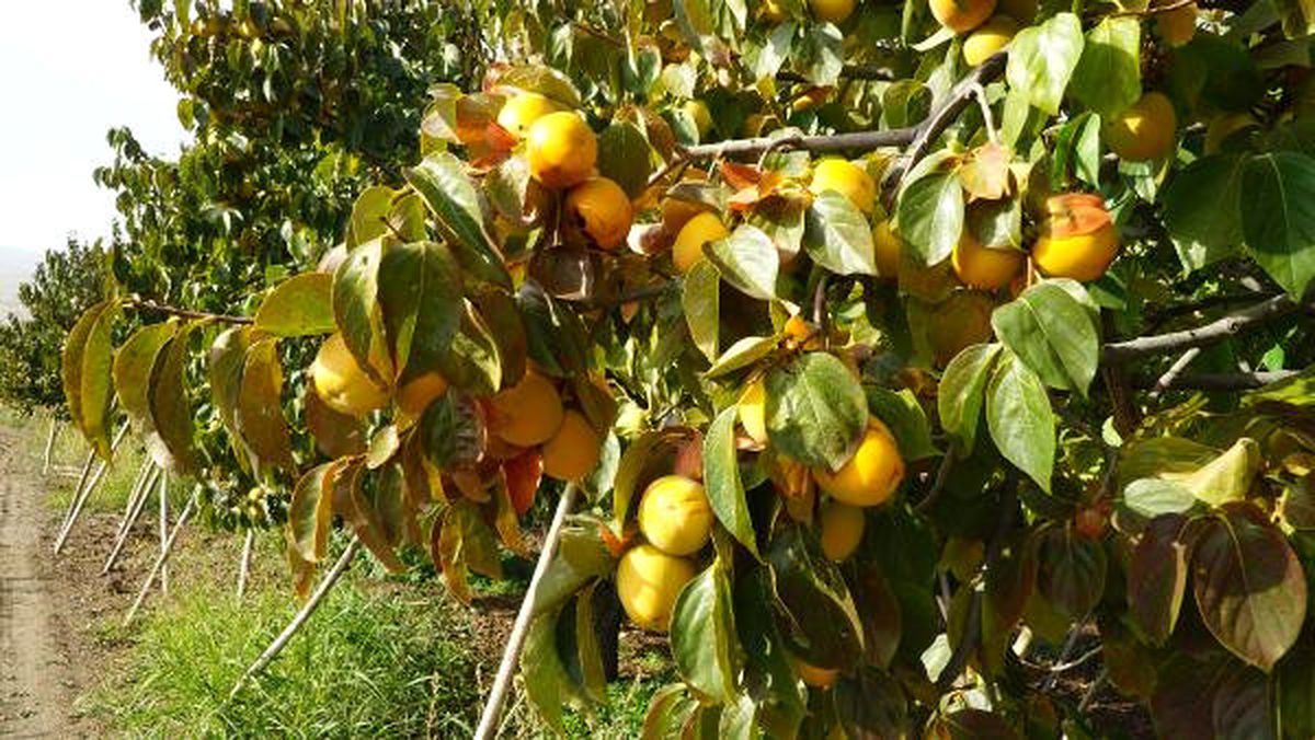 Gölbaşı\'nda Hurma Hasadı Başladı