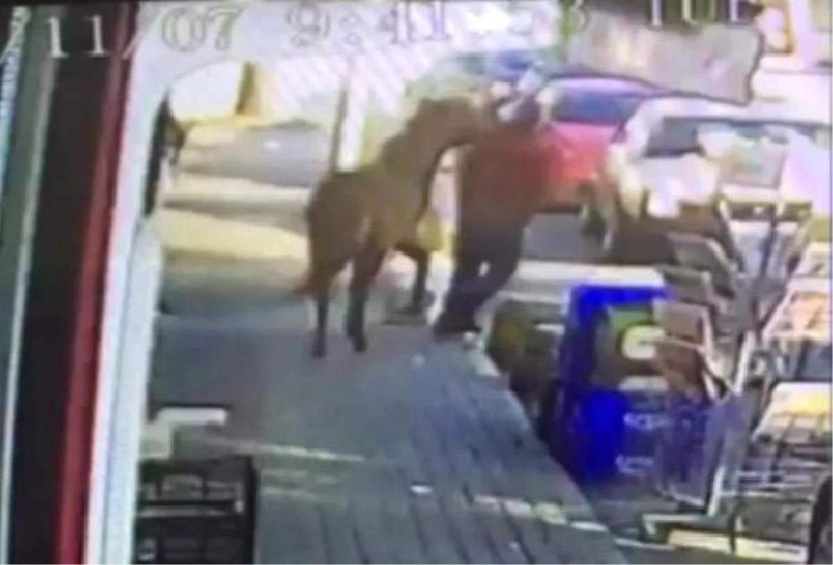 Güvenlik Kamerasındaki Saldırgan At Bugün Kayıp