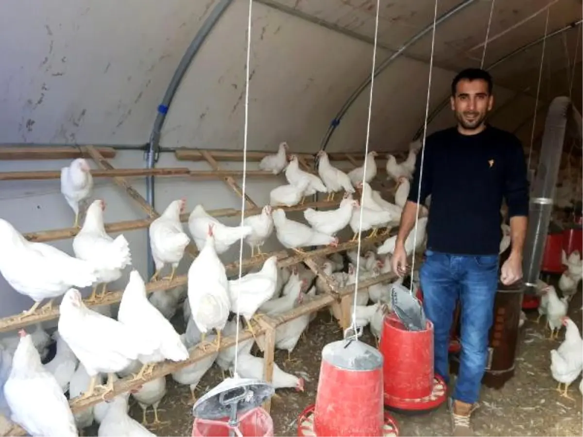 İstanbul\'dan Memleketine Döndü, Yumurta Üreticisi Oldu