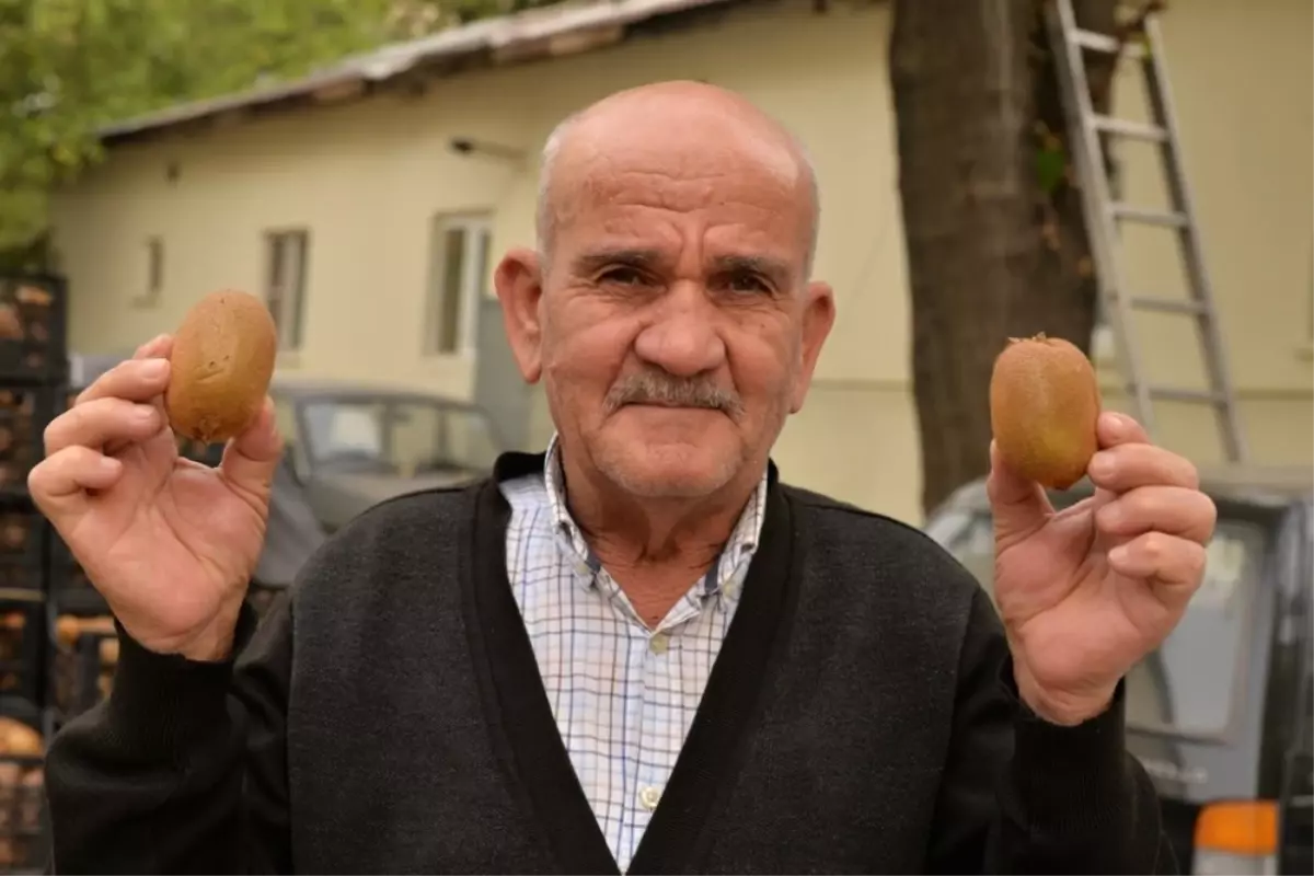 Kahramanmaraş Kivisi Tezgahlardaki Yerini Aldı