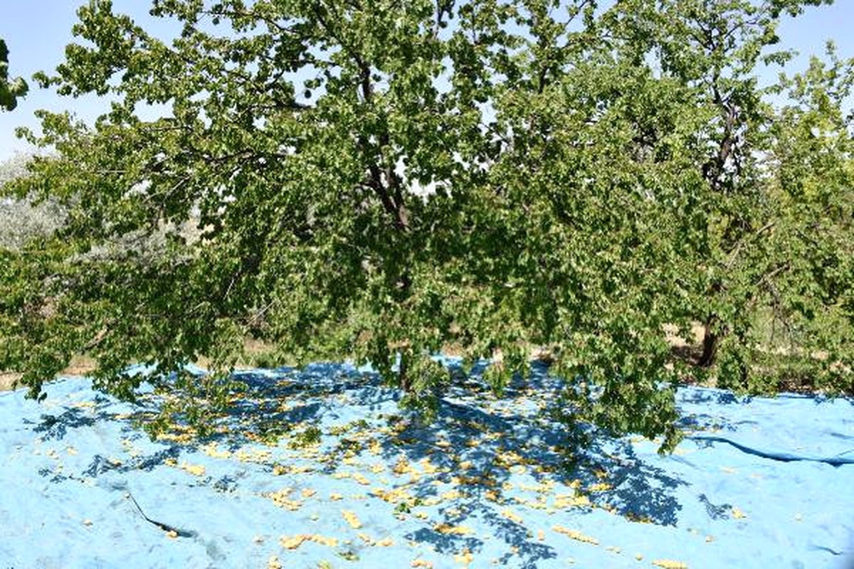 Malatya\'da Kesilen Kayısı Ağacı Sayısı 148 Bin
