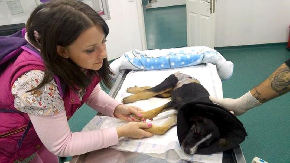 Sokağa Bırakılan Yavru Köpek, Diğer Köpeklerin Saldırısı Sonucu Sakat Kaldı
