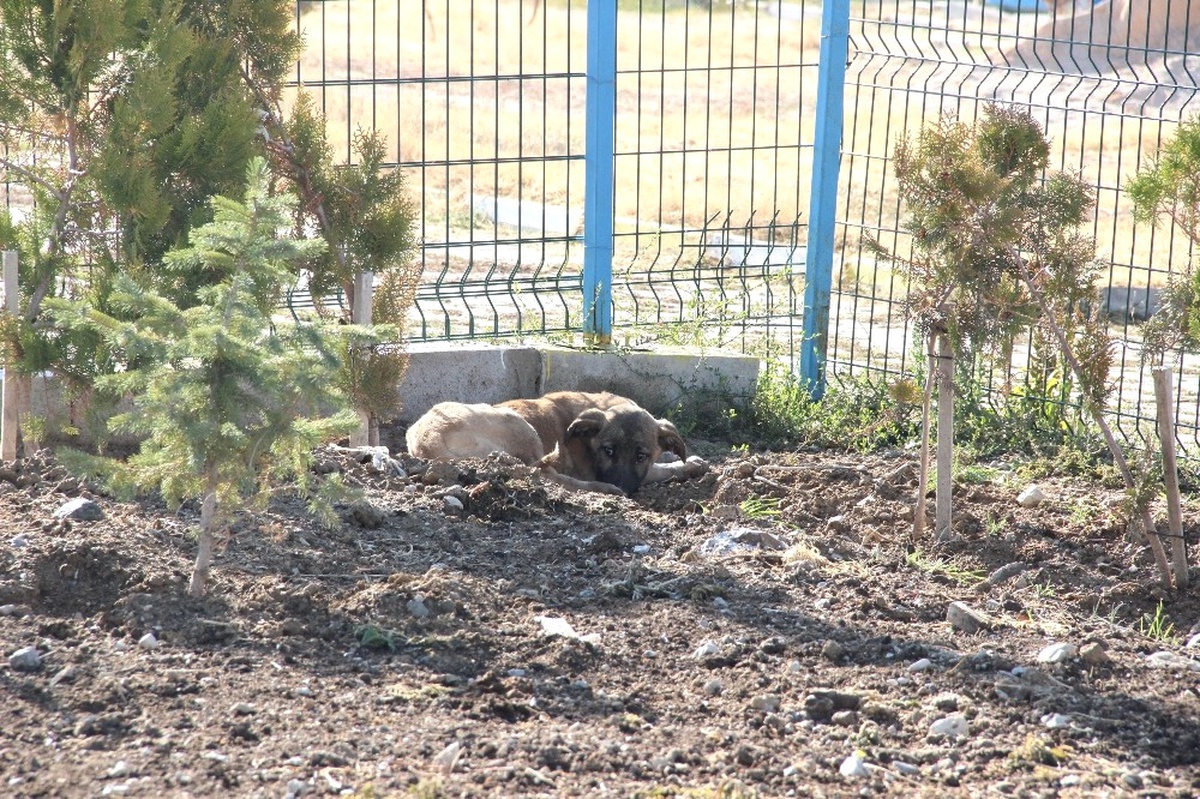 Yavru Köpekler Duyarlı Vatandaşlar Sayesinde Ölmekten Son Anda Kurtarıldı