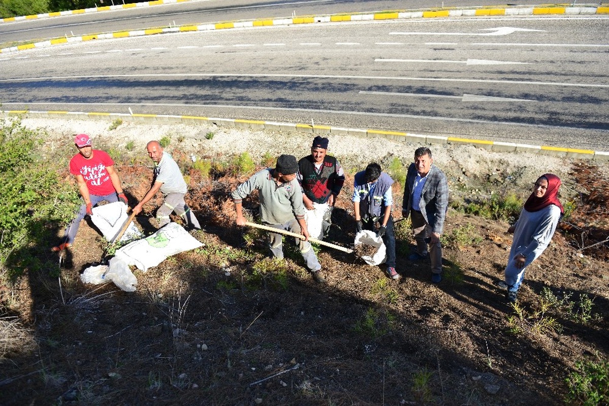 Yol Çalışması Alanındaki Endemik Belen Bezelyesine Özel Koruma