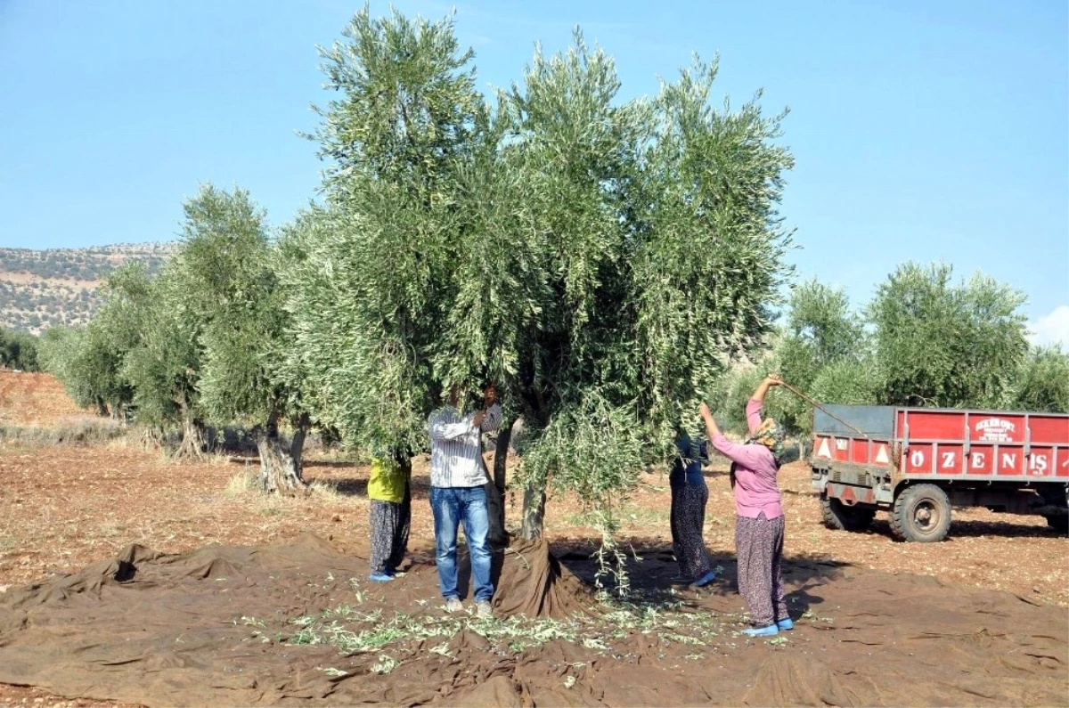 Zeytinde Erken Hasat Uyarısı