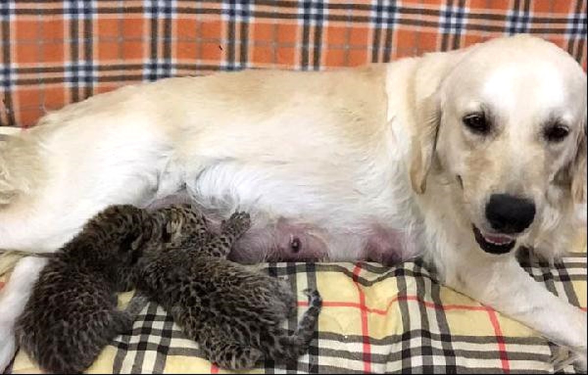 Anneleri Reddedince Yavru Leoparları Golden Retriever Besledi
