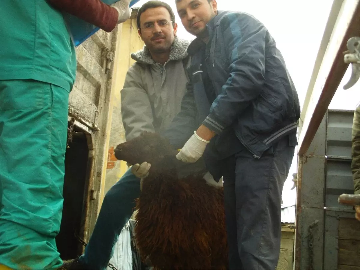 Genç Çiftçilere Hayvan Dağıtımı