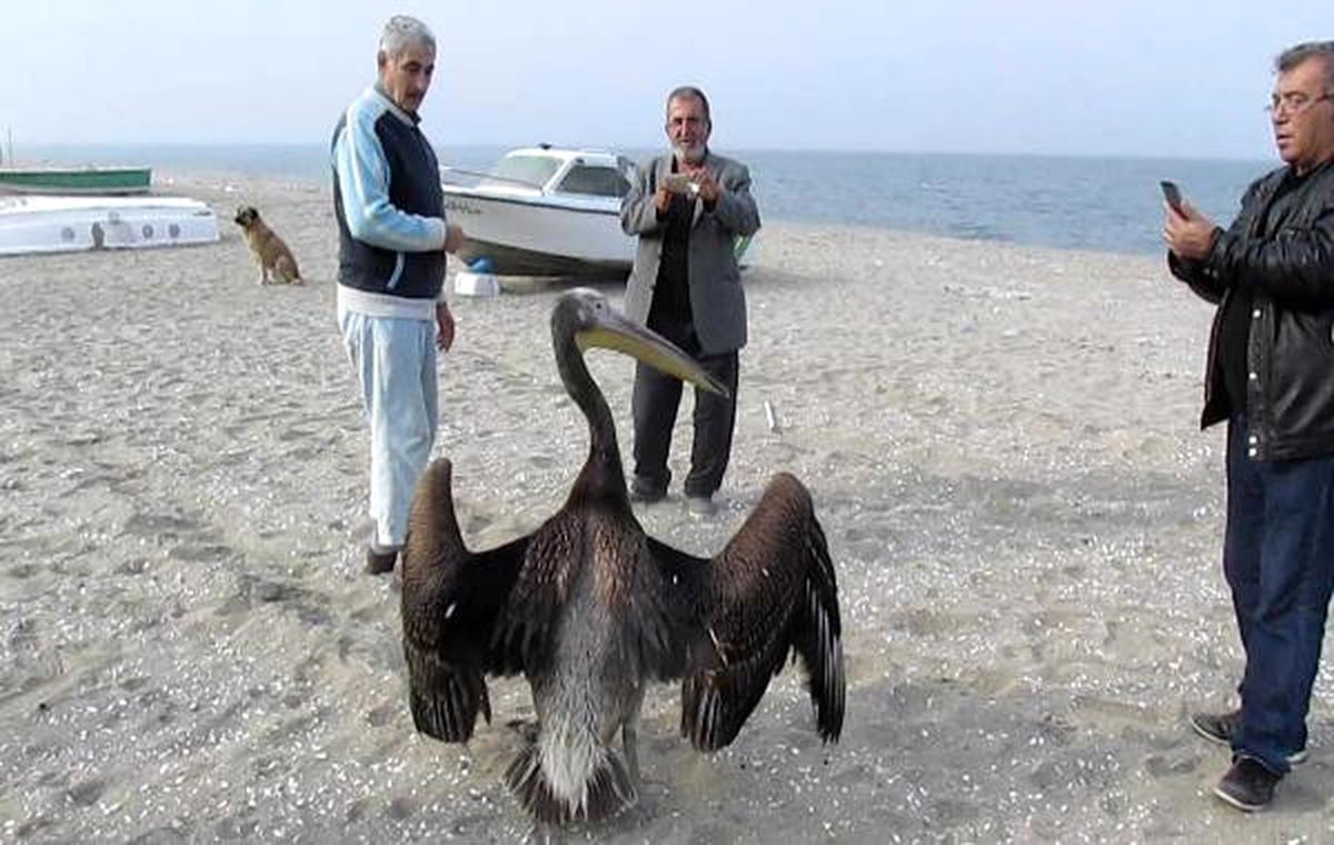 Göç Yolunda Zorunlu Mola