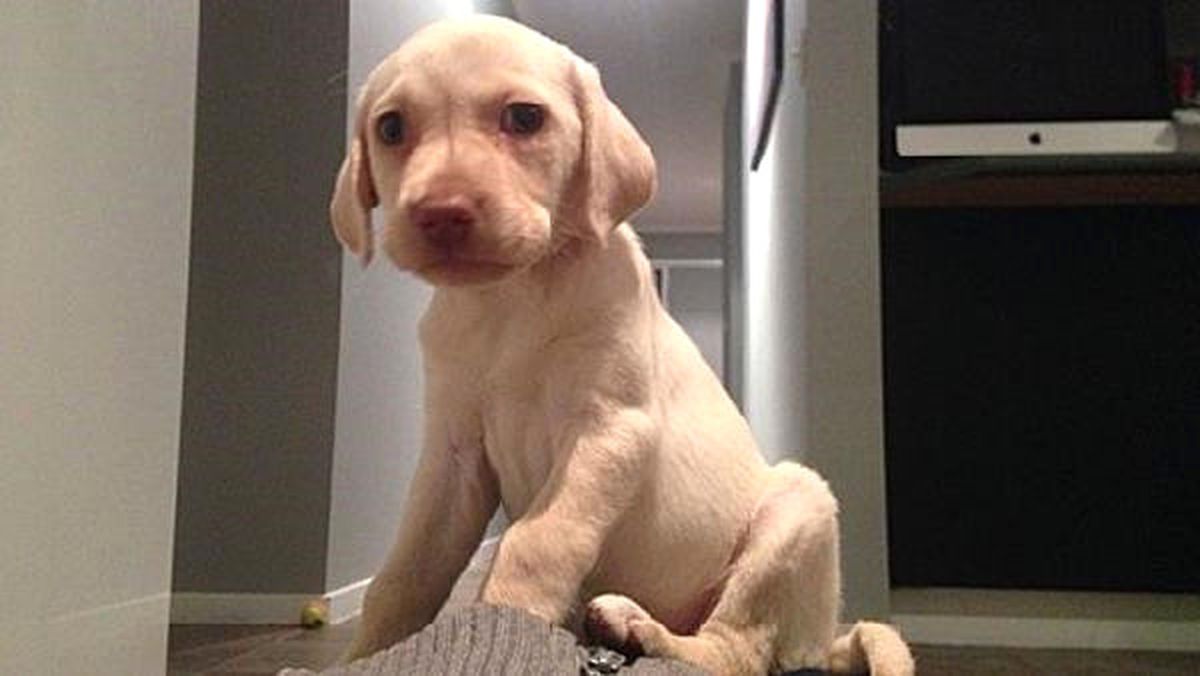 Hırsızlar Çaldıkları Yavru Köpeği Küçük Kıza Geri Verdiler