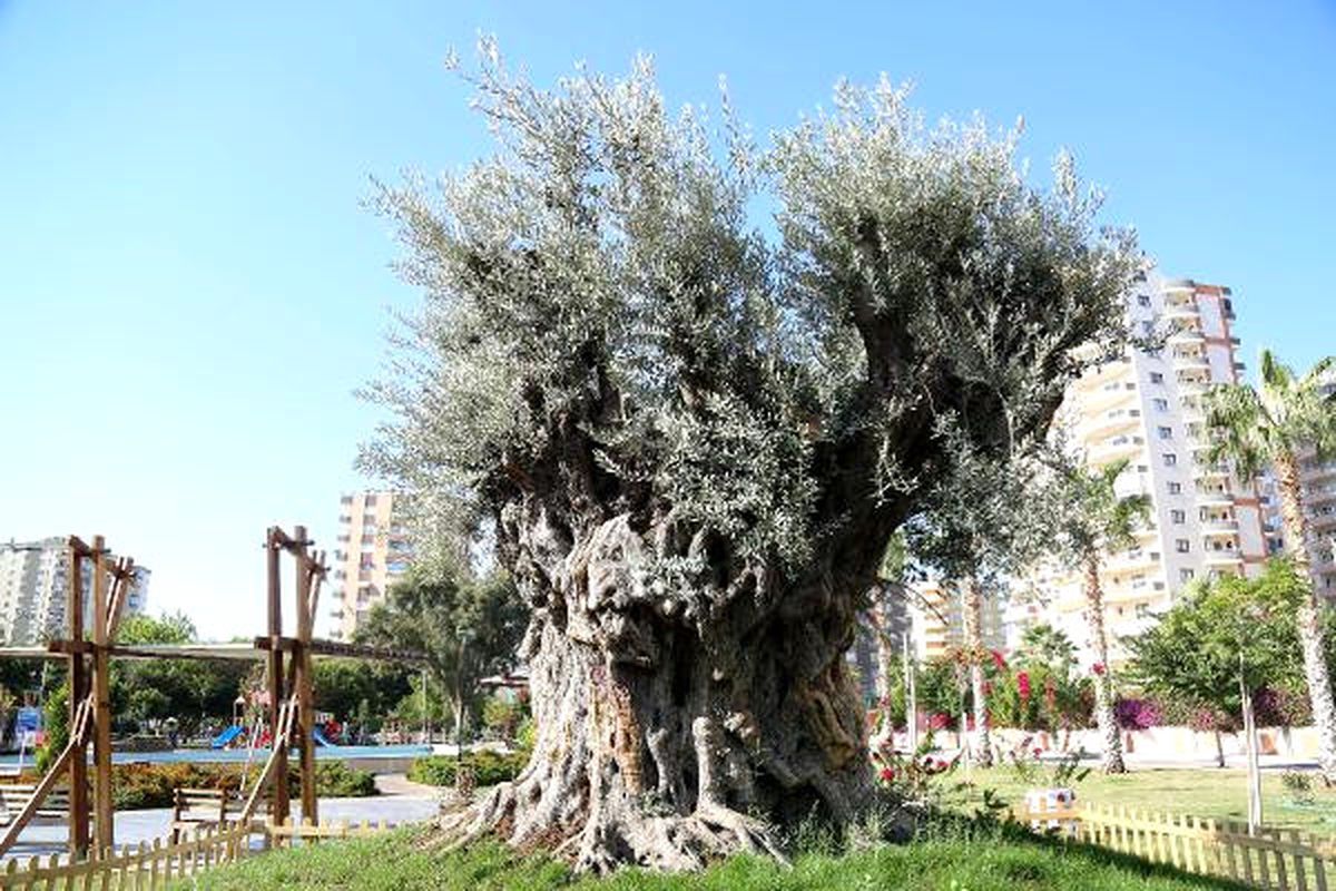 Mersin\'de Bin 500 Yıllık Zeytin Ağacı Tescillenecek