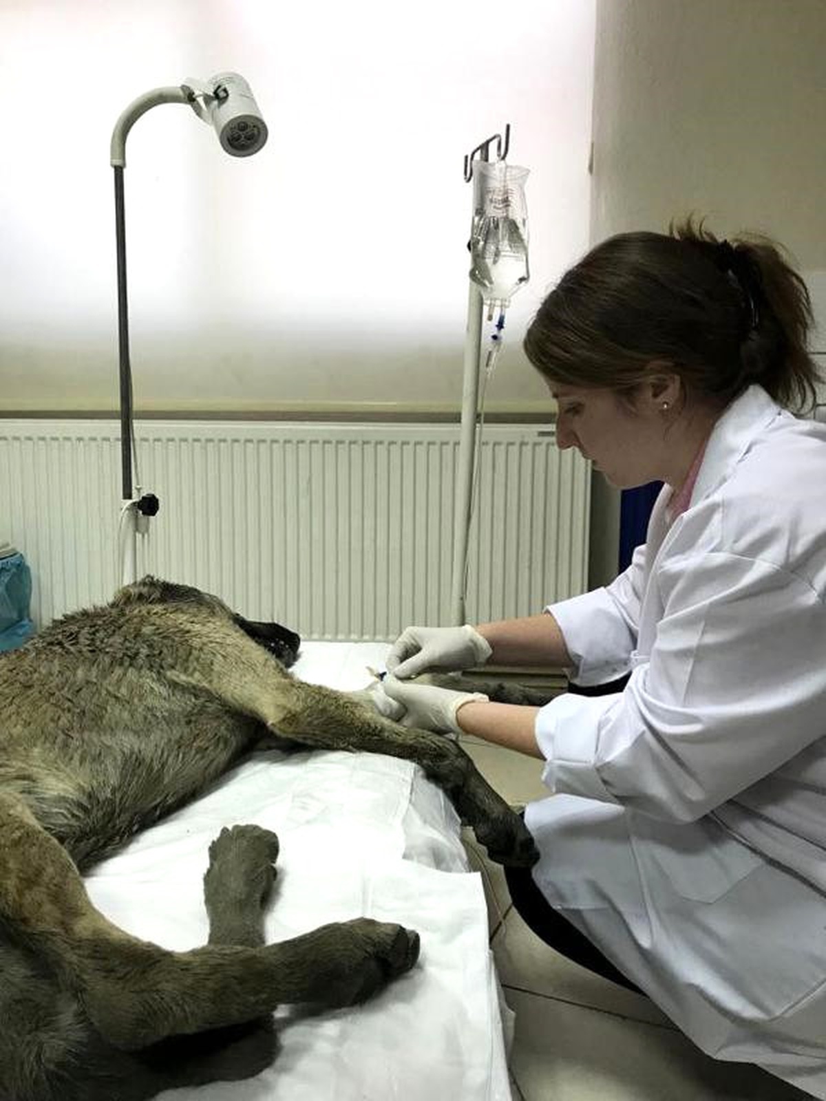 Otomobilin Çarpmasıyla Dereye Düşen Köpek Kurtarıldı