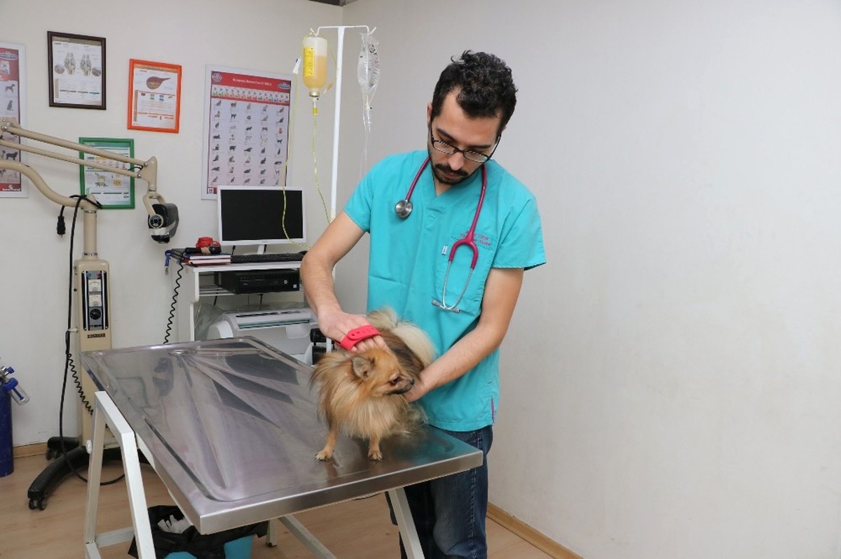 Hayvanlarda Mevsime Bağlı Tüy Dökülmelerine Dikkat