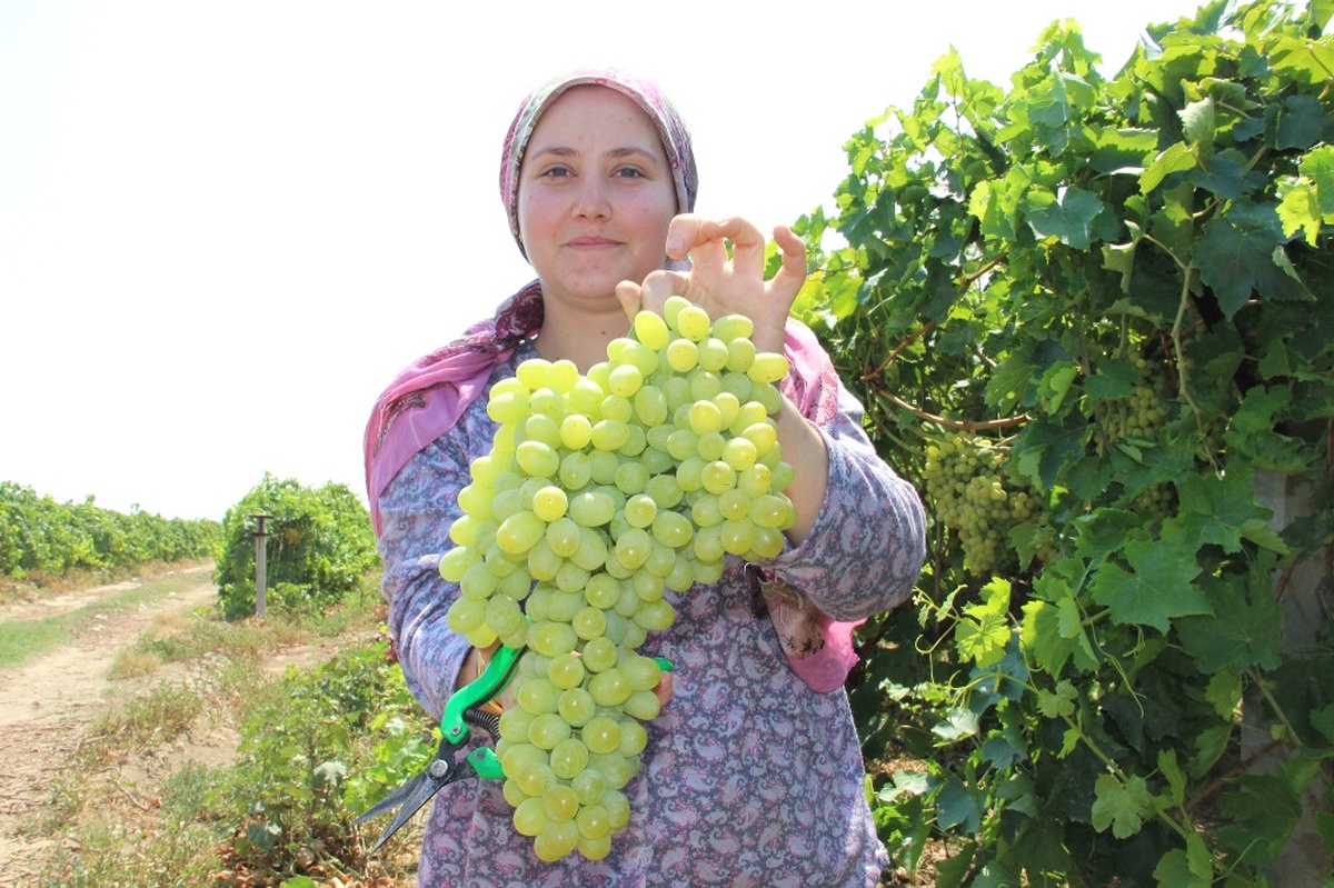 Rusya Kapıları Açtı Üzümde İhracat Arttı