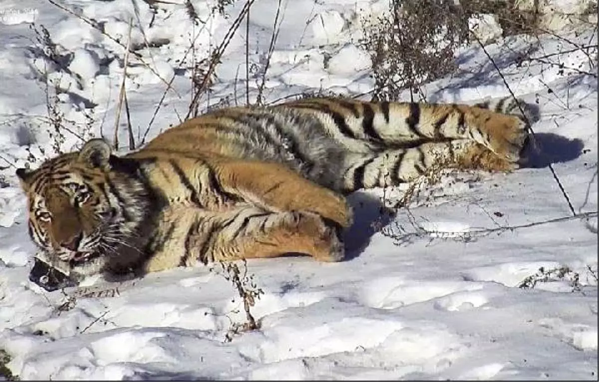Sürgüne Gönderilen Kaplan Geri Döndü