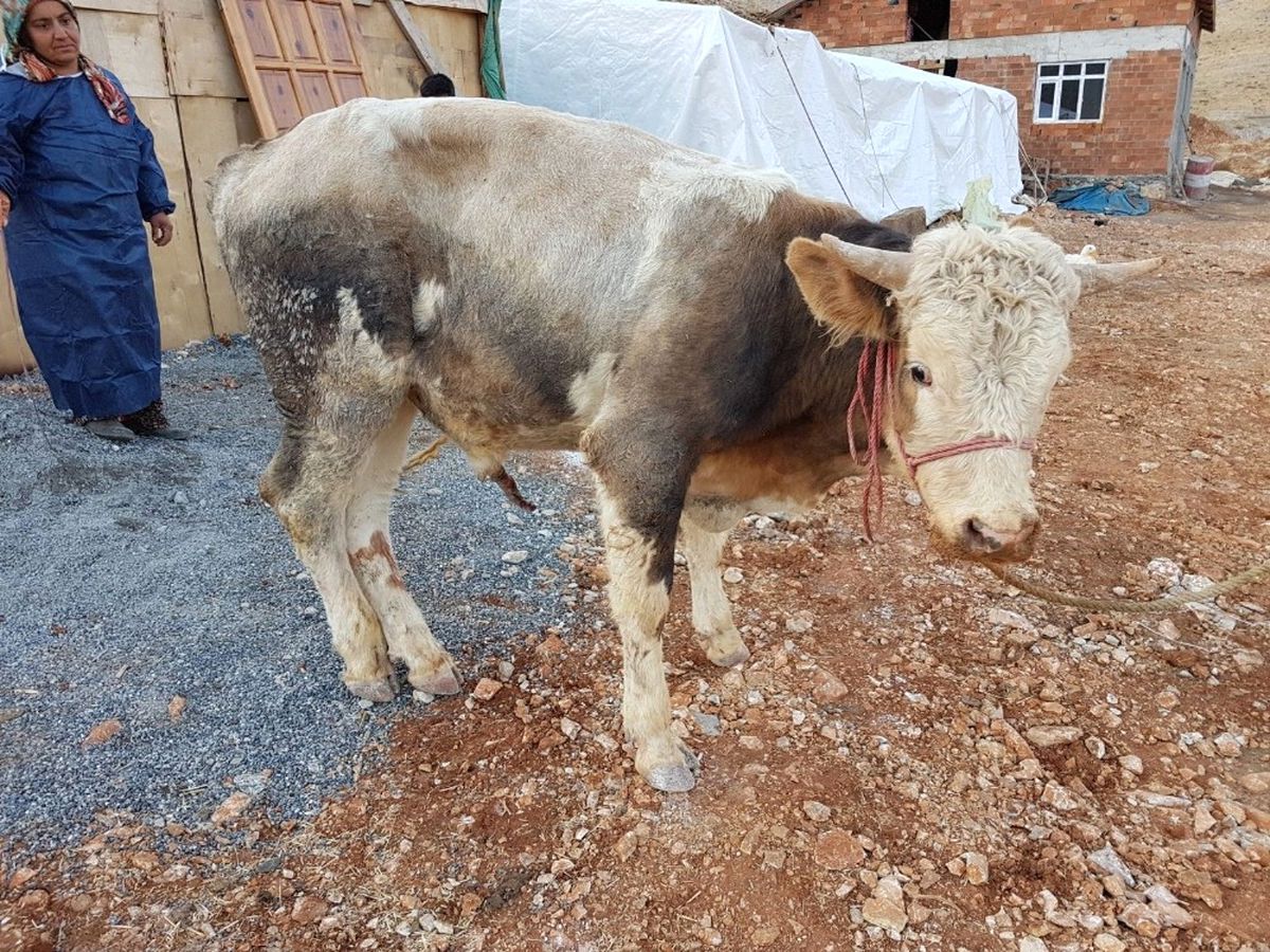 Çelikhan\'da Kuduz Paniği