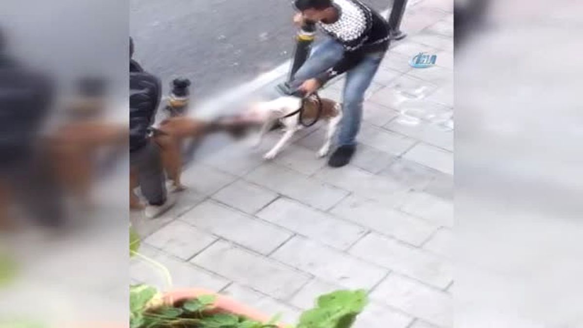 Gaziosmanpaşa\'da Yaşanan Pitbull Vahşeti Kamerada