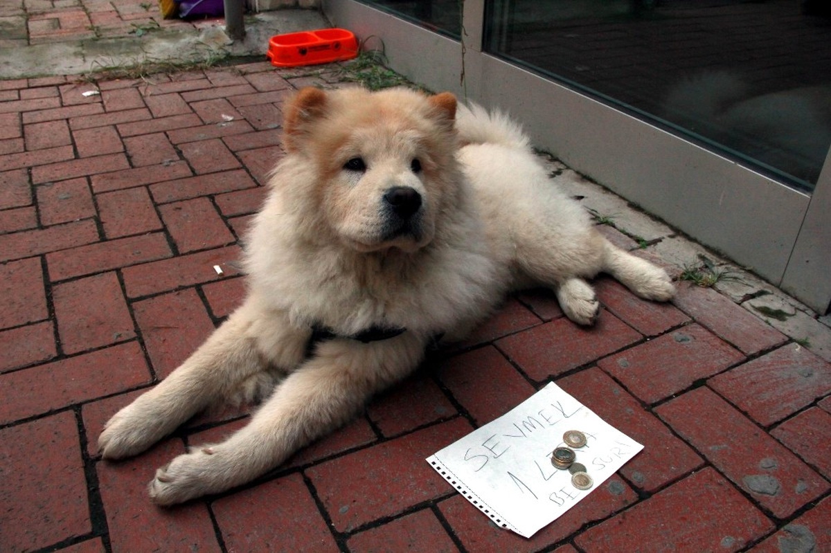 Köpeğine Mama Alabilmek İçin Bu Yönteme Başvurdu