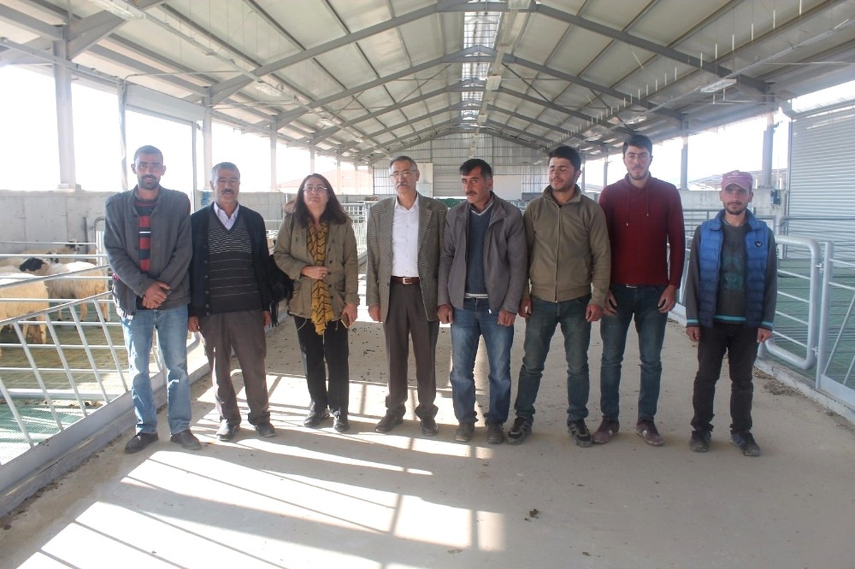 Koyunculuğu Bırakan Köylülere 30 Koyun Verildi