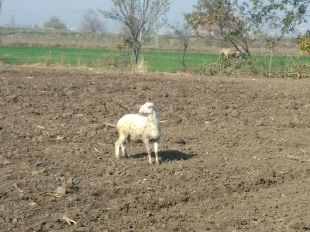Kuyuya Düşen Koyunları İtfaiye Kurtardı