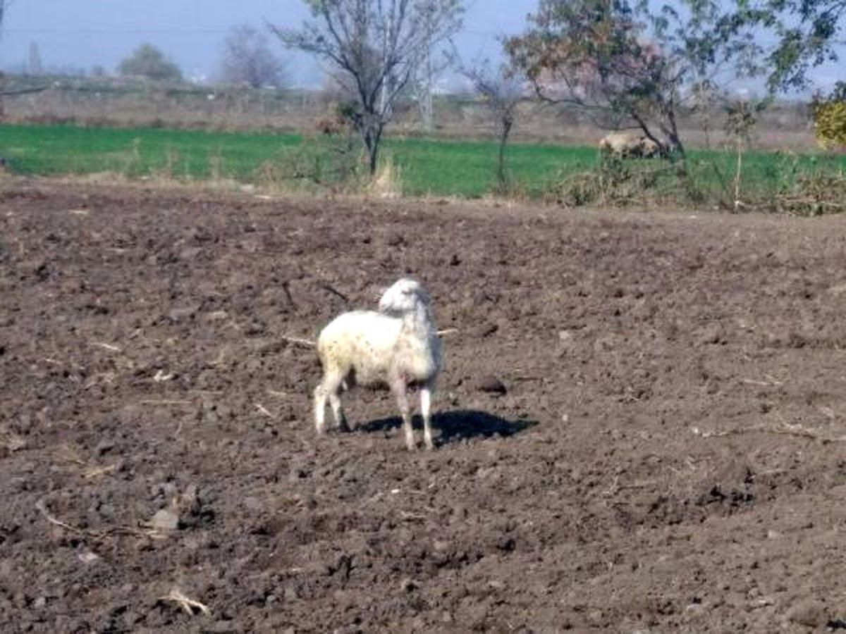 Kuyuya Düşen Koyunları İtfaiye Kurtardı