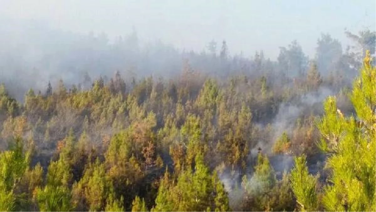 Alevler, Acıpayam\'da 1,5 Hektar Kızılçam Ormanını Küle Çevirdi