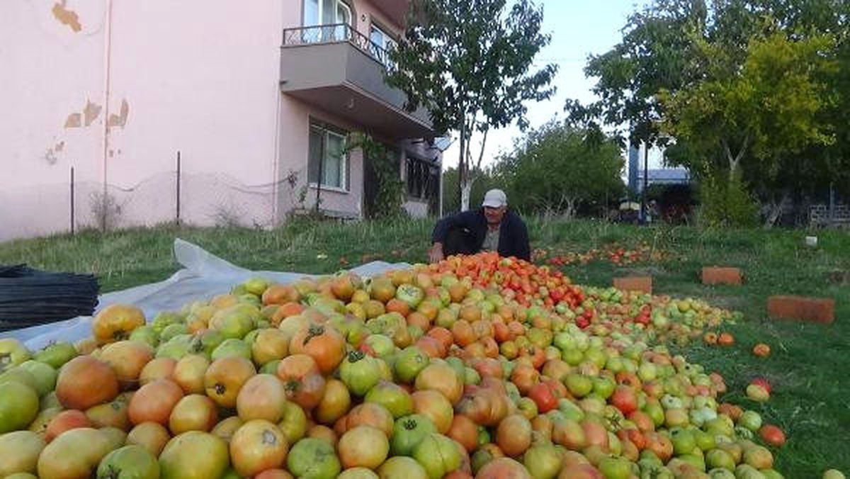 Çanakkale\'de Domates Üreticisi Umduğunu Bulamadı
