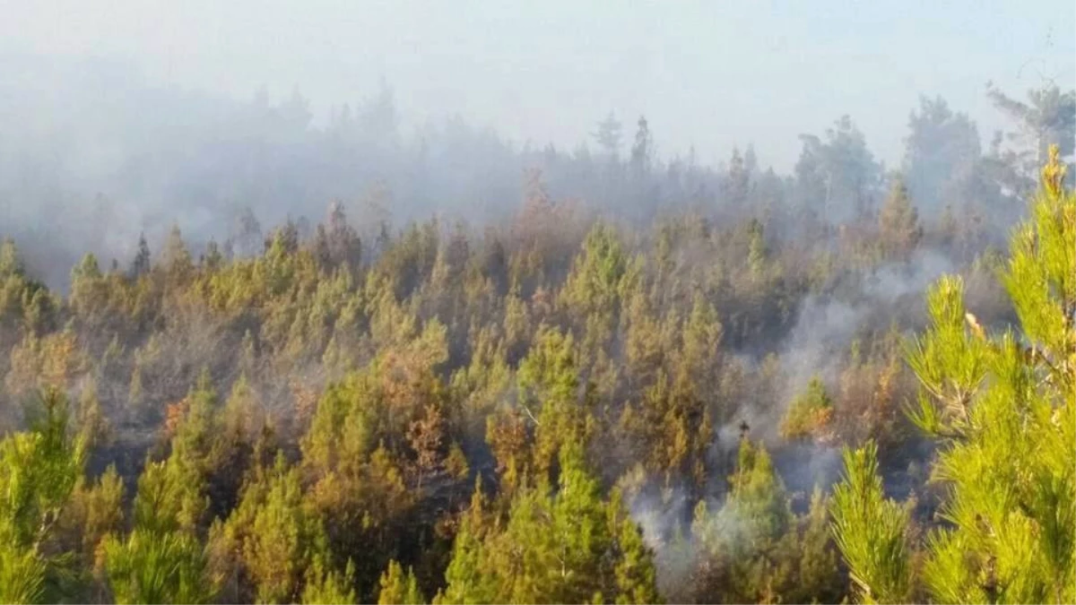 Denizli\'de Orman Yangınında 1.5 Hektarlık Alan Yandı