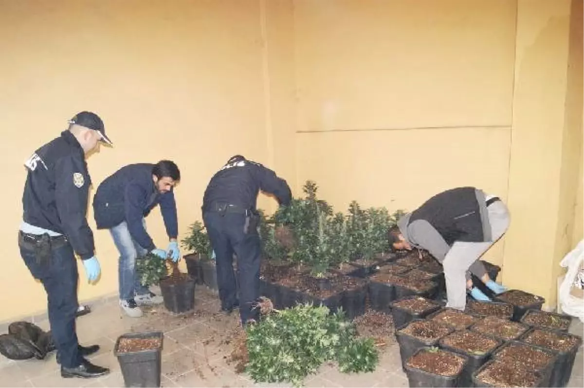 Uyuşturucu Bahçesine Baskın