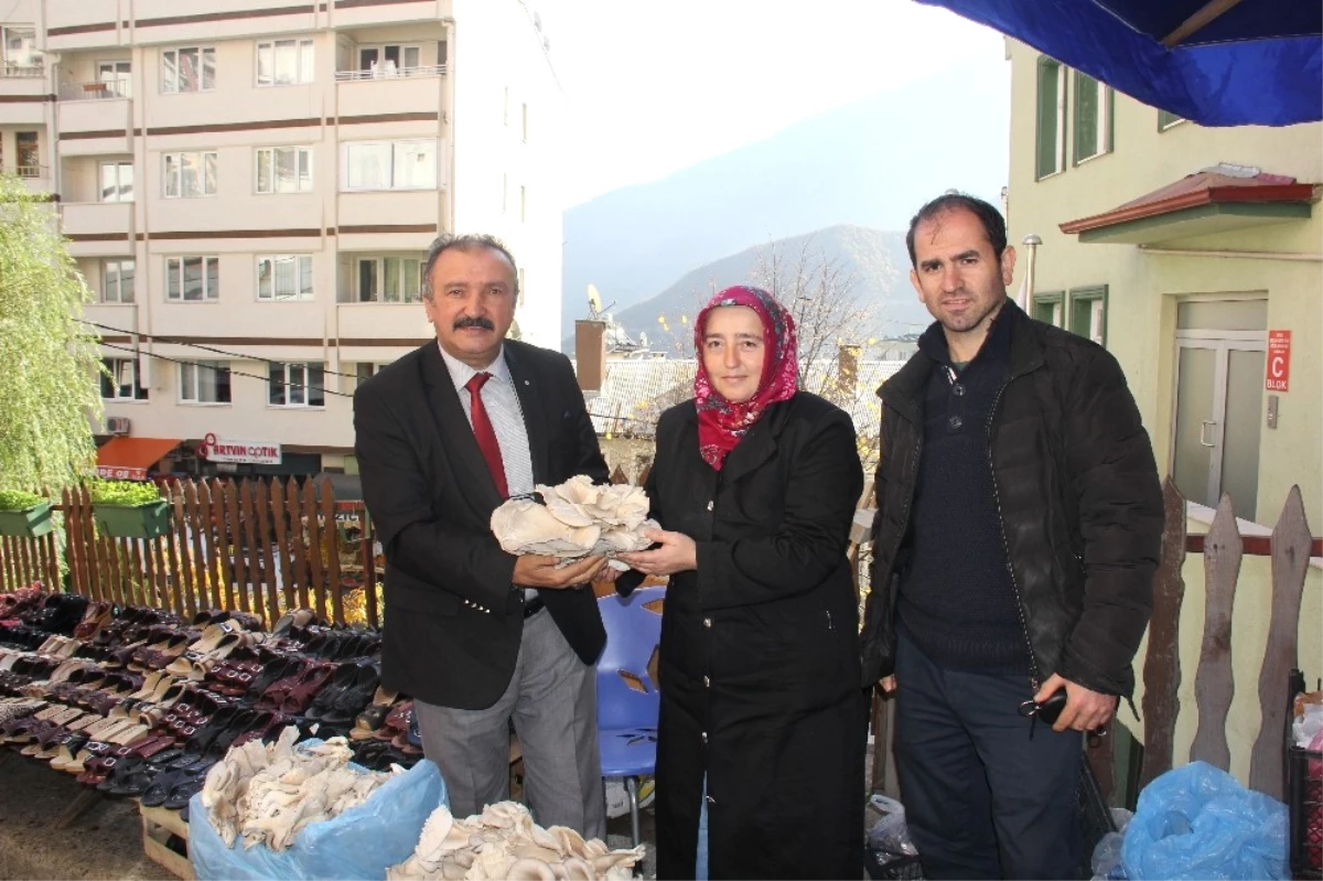 Akak\'ın İlk İstiridye Mantarları Pazardaki Yerin Aldı