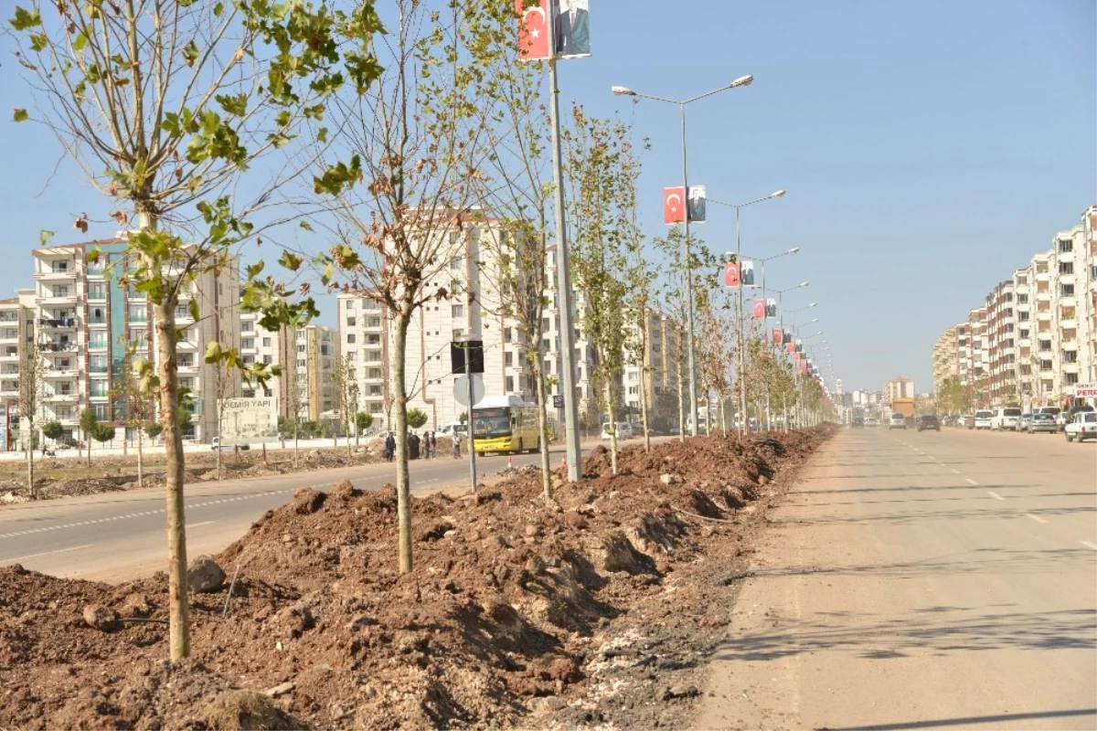 Büyükşehir, Diyarbakır\'ı Ağaçlandırıyor