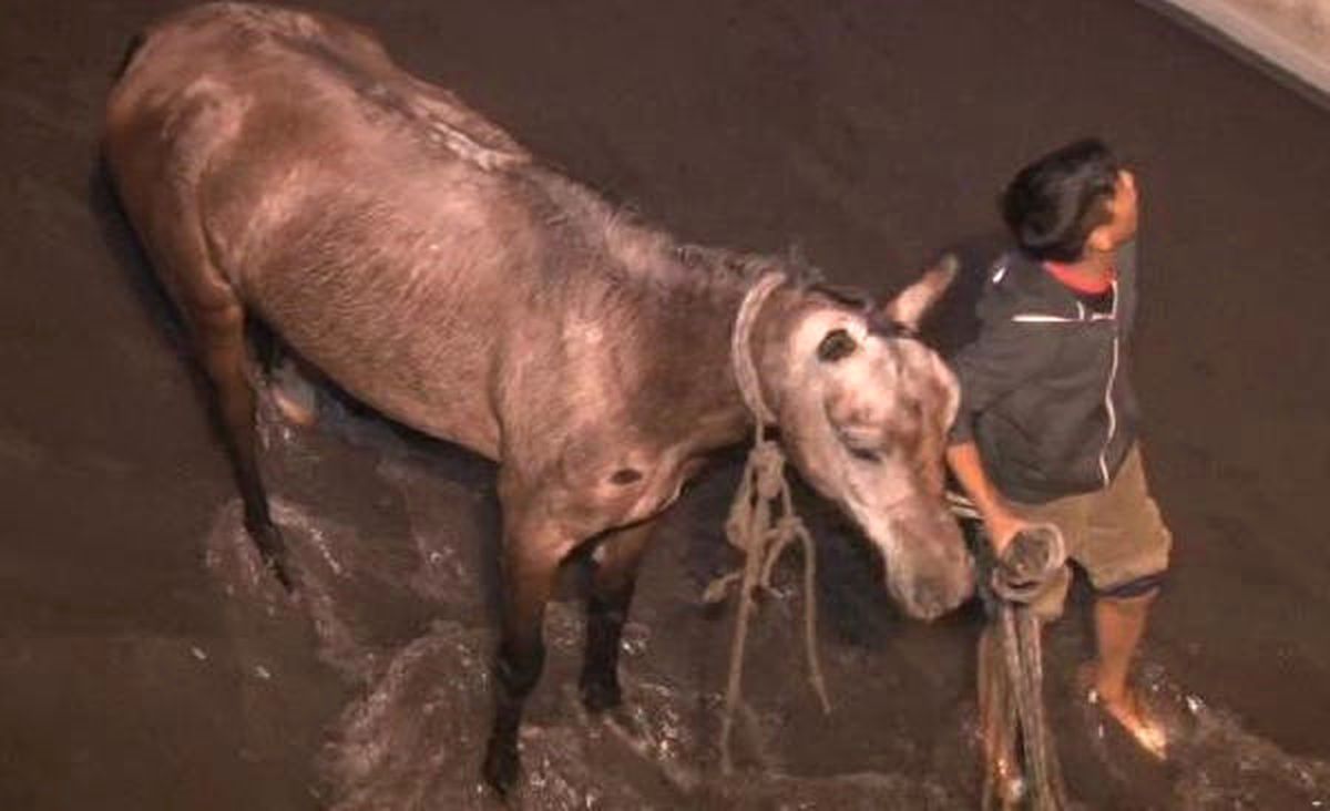 Dereye Düşen At İtfaiye Ekipleri Tarafından Kurtarıldı