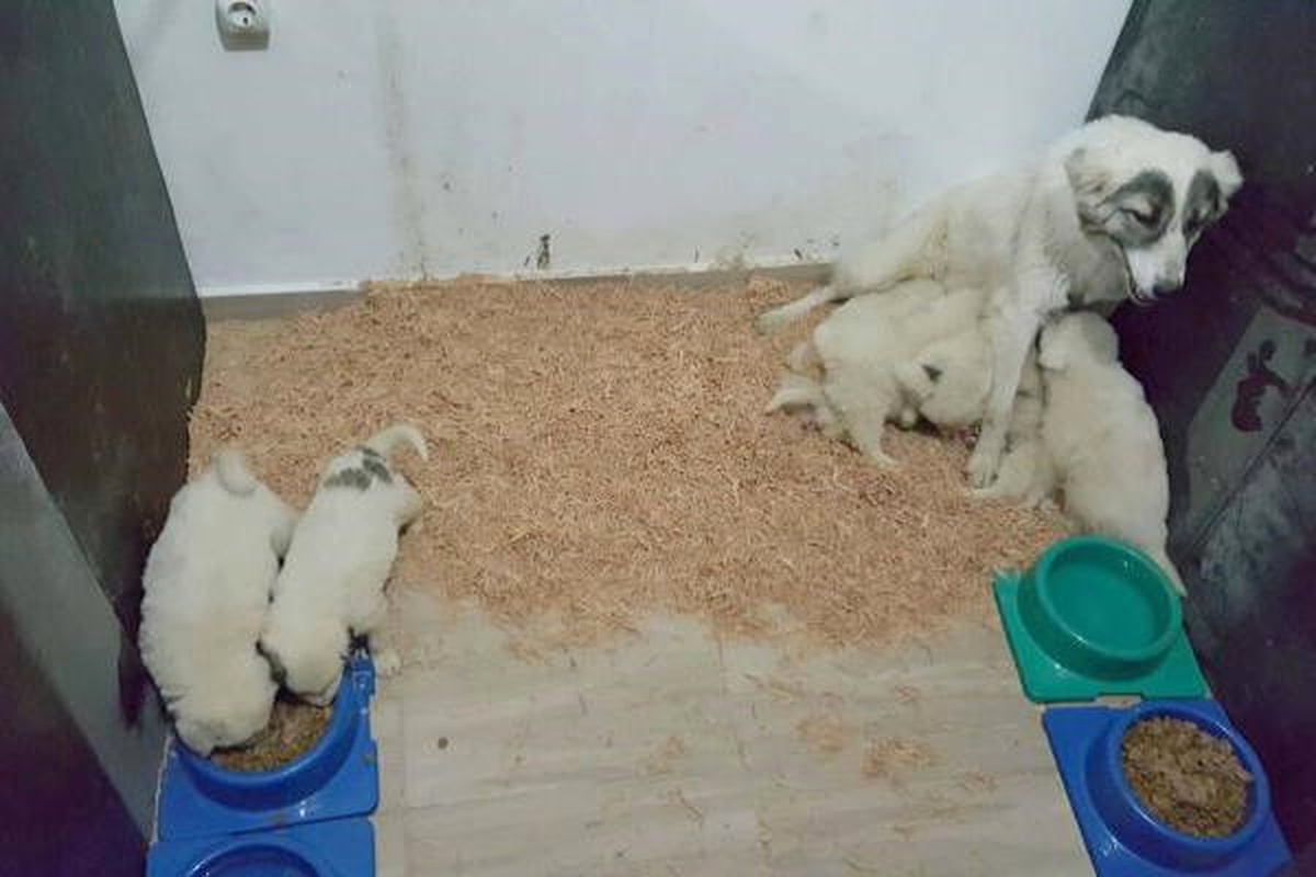 Kuran Kurs Öğreticisi, Sokakta Bulduğu Yavru Köpeklere Sahip Çıktı