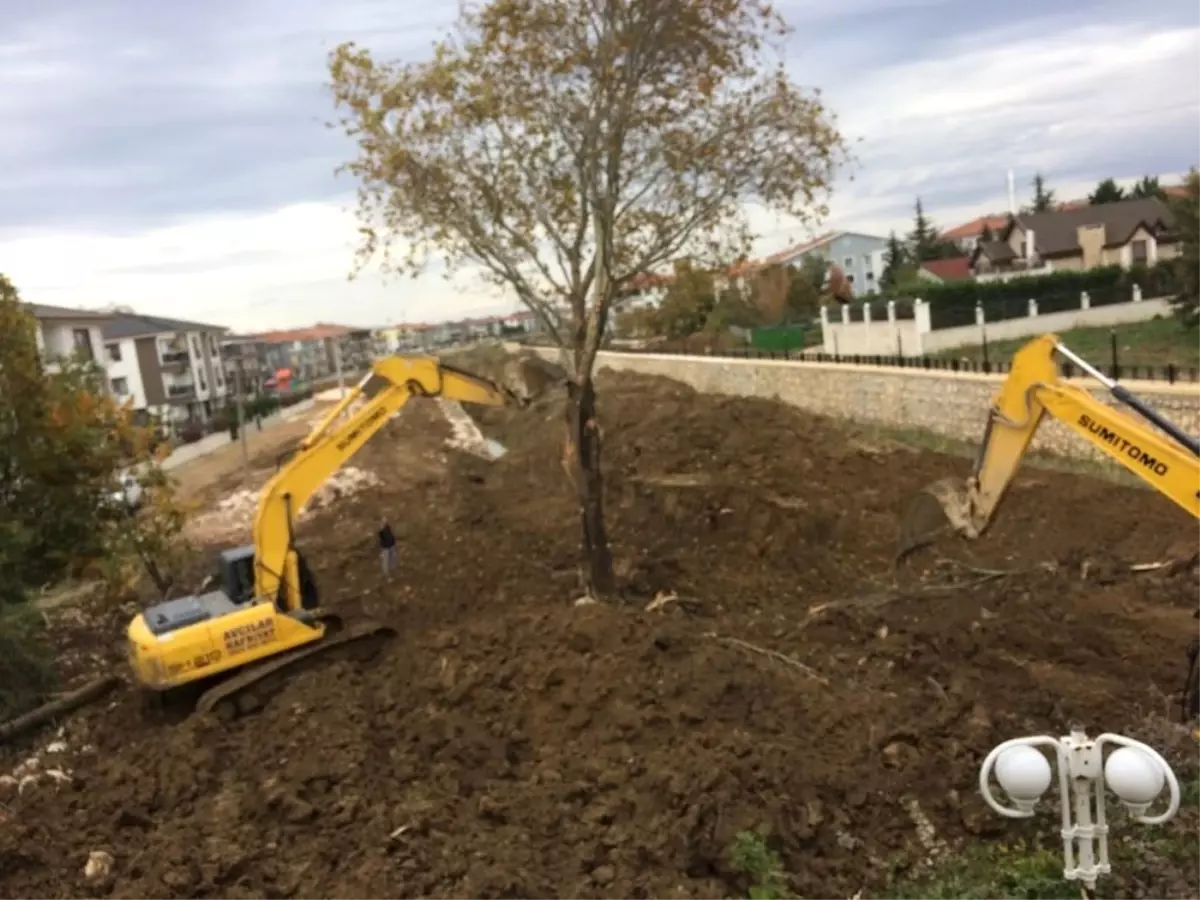 Mahallelinin Tepkisi Çınar Ağacını Kurtaramadı