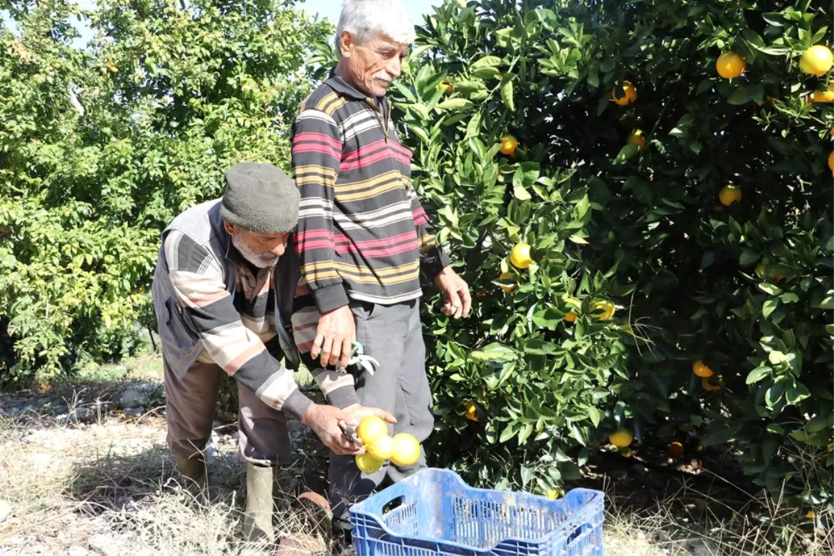 Portakalda Erken Hasat Bereketi