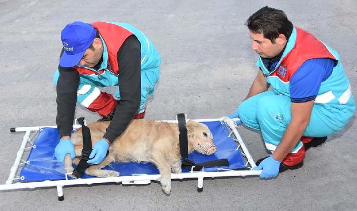 Yaralı Hayvanlara Ambulanslı Müdahale
