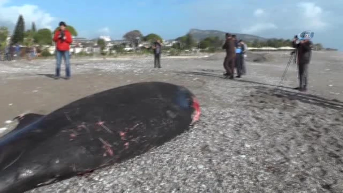 Antalya\'da Kıyıya 5 Metrelik Ölü Balina Vurdu