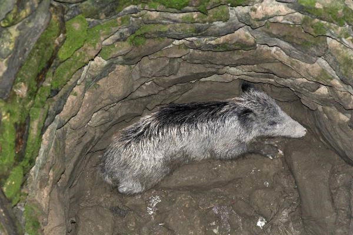 Boş Su Kuyusuna Düşen Domuz 3 Saatte Kurtarıldı