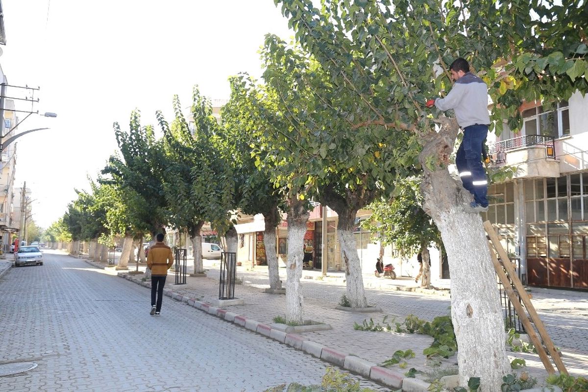 Budanan Ağaçlar İhtiyaç Sahiplerine Yakacak Olarak Dönecek